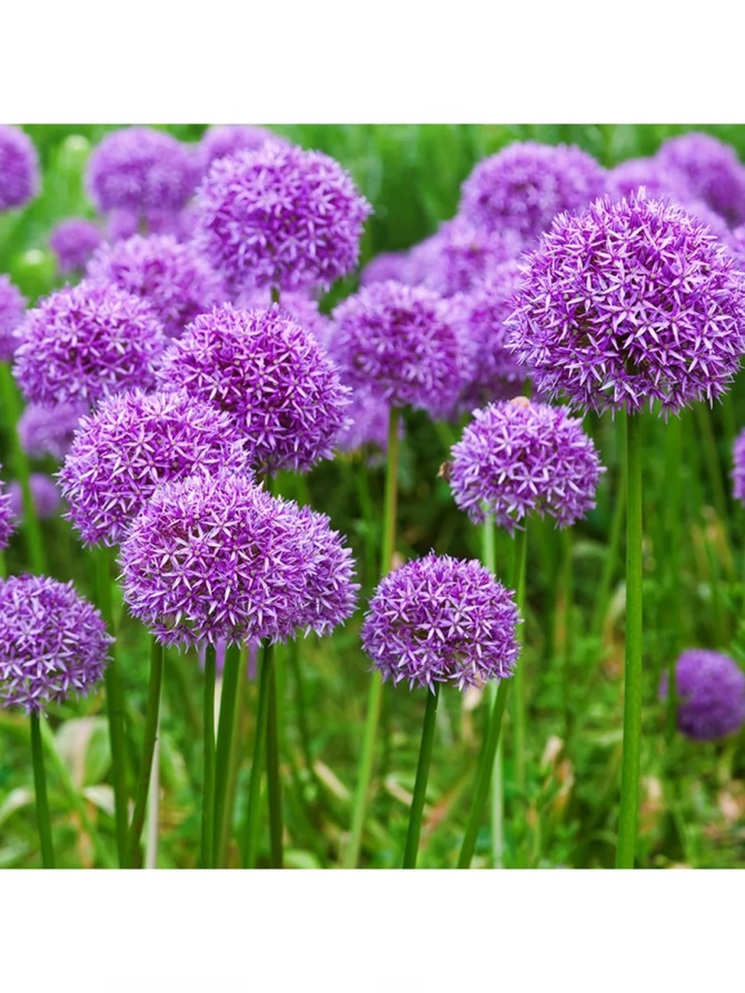 Платок KSH8-2831-9